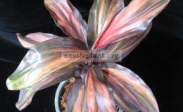 Cordyline-T091-1