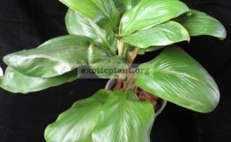 Cordyline-T101-1