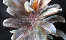 Cordyline-T111-1