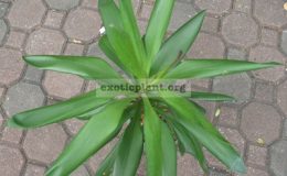 Cordyline-T121-1