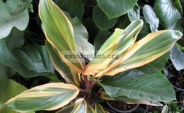 Cordyline-T131-1