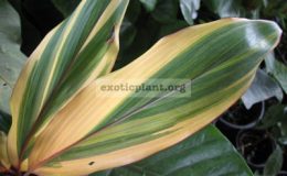 Cordyline-T132-1