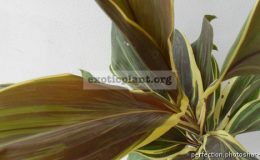 Cordyline-fruticosa-Mocha-Latte-700-1