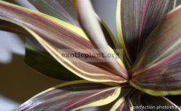 Cordyline-fruticosa-Mocha-Latte-compacta-500-