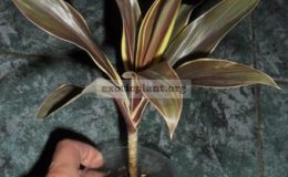 Cordyline-fruticosa-Mocha-Latte-compacta-500