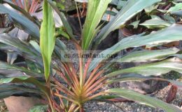 Cordyline-sp-T01-fan-shape1-1