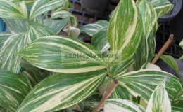 Costus-sp-Marble-60