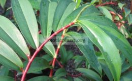 Costus-sp-T02red-stem-26