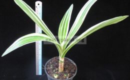 Crinum-asiaticum-albomarginata5-1