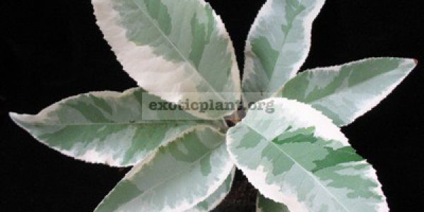 Croton-sp-T01-big-leaf-albomarginata-55-1