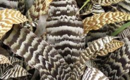Cryptanthus-Kamehameha