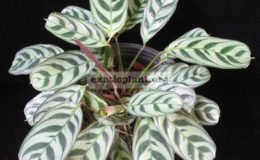 Ctenanthe-burle-marxii-silver-leaf-20-1-1
