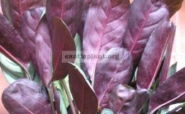 Ctenanthe-burle-marxii-silver-leaf-20-1-2
