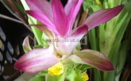 Curcuma-sp-Bangsaphan-Pink-20