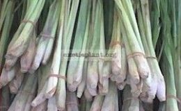 Cymbopogon-citratus