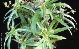Cyperus-sp.-variegated-e1457785437532