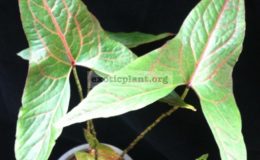 Cyrtosperma-johnstonii-20-