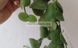 DISCHIDIA-CLEISTANTHA-13