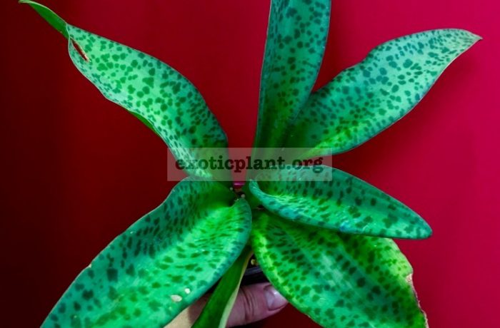 DRIMIOPSIS KIRKII variegated / дримиопсис кирка вариегатный  20