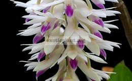 Dendrobium-amethystoglossum