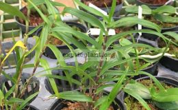 Dendrobium-auriculatum