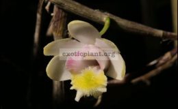 Dendrobium-chittimae