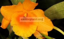 Dendrobium-chryseum