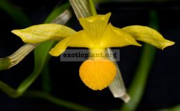 Dendrobium-chrysocrepis