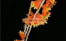Dendrobium-chrysopterum