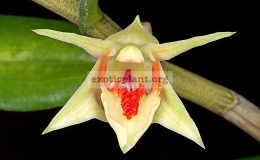 Dendrobium-cruentum