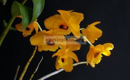 Dendrobium-denneanum-