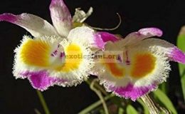 Dendrobium-devonianum