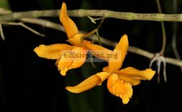 Dendrobium-henryi