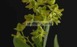 Dendrobium-kanburiense
