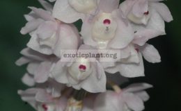 Dendrobium-linguella-