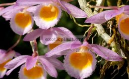 Dendrobium-loddigesii