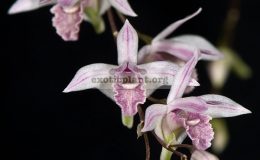 Dendrobium-microbulbon