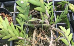 Dendrobium-nathanielis-