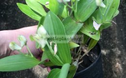 Dendrobium-normanbyense