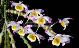 Dendrobium-pendulum