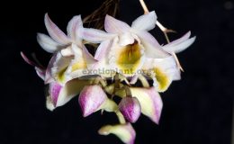 Dendrobium-pseudolamellatum