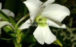 Dendrobium-sanderae