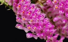 Dendrobium-secundum