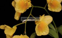 Dendrobium-sukhakulii