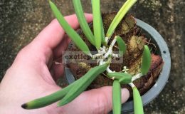 Dendrobium-wassellii-