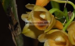 Dendrobium-ypsilon1