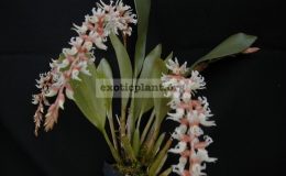 Dendrochilum-yuccaefolium