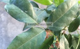 Derris-scandens-30-