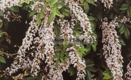 Derris-scandens-30