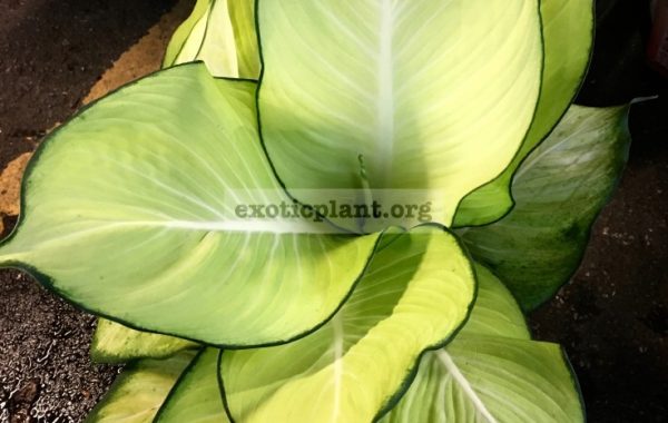 Dieffenbachia Full Moon / диффенбахия Фул Мун, Полная Луна 25